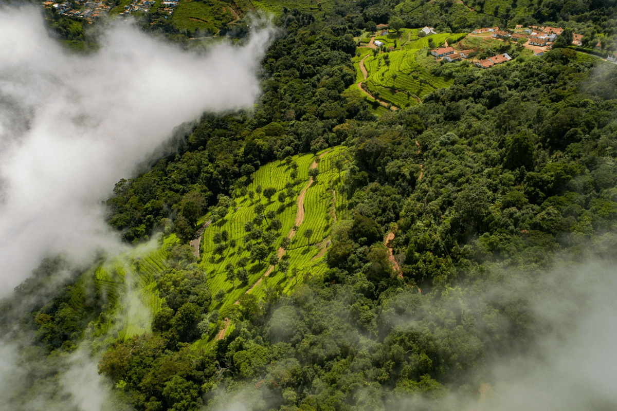 Coonoor Estates' Green Properties Blanketed in Clouds