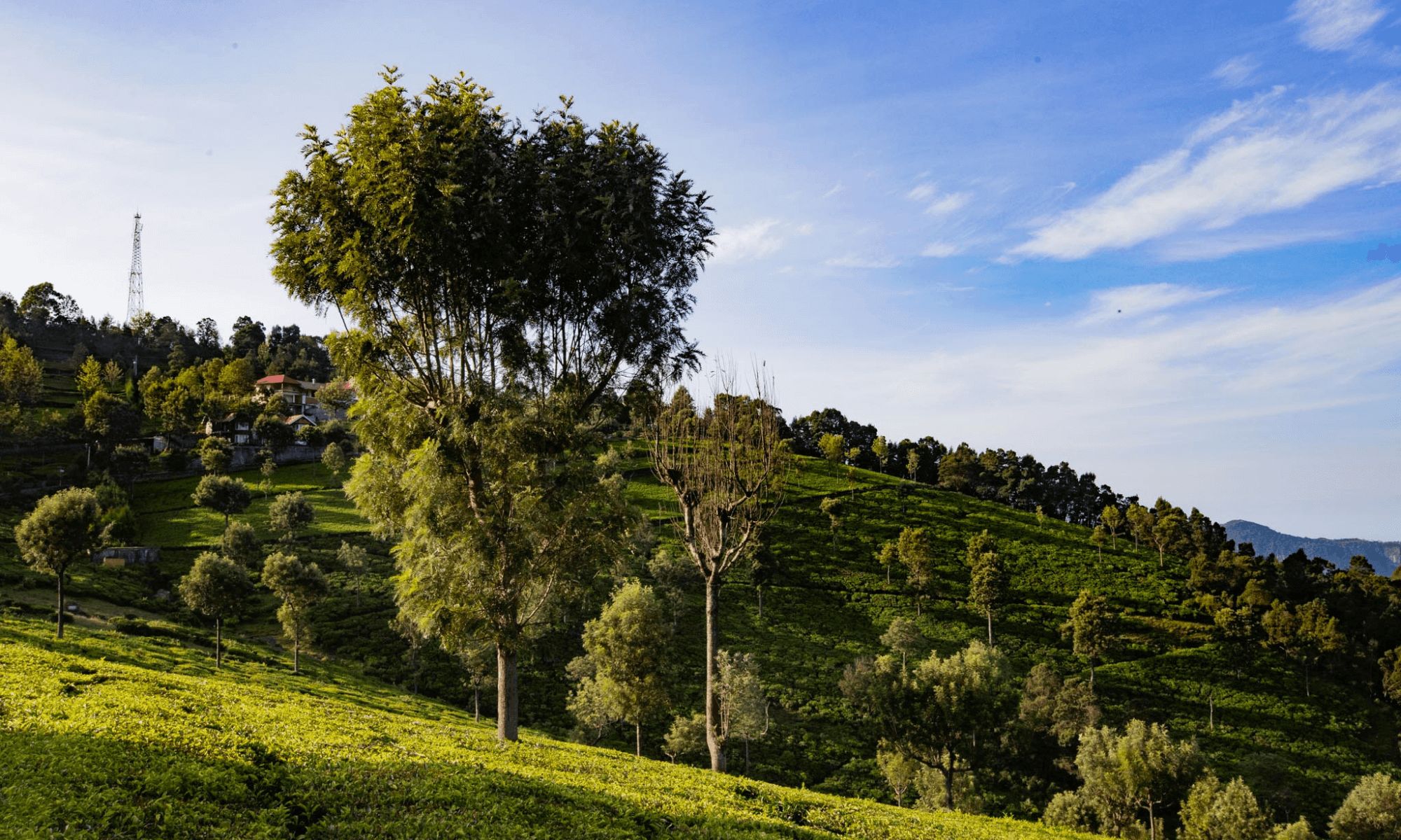 Coonoor Landscape