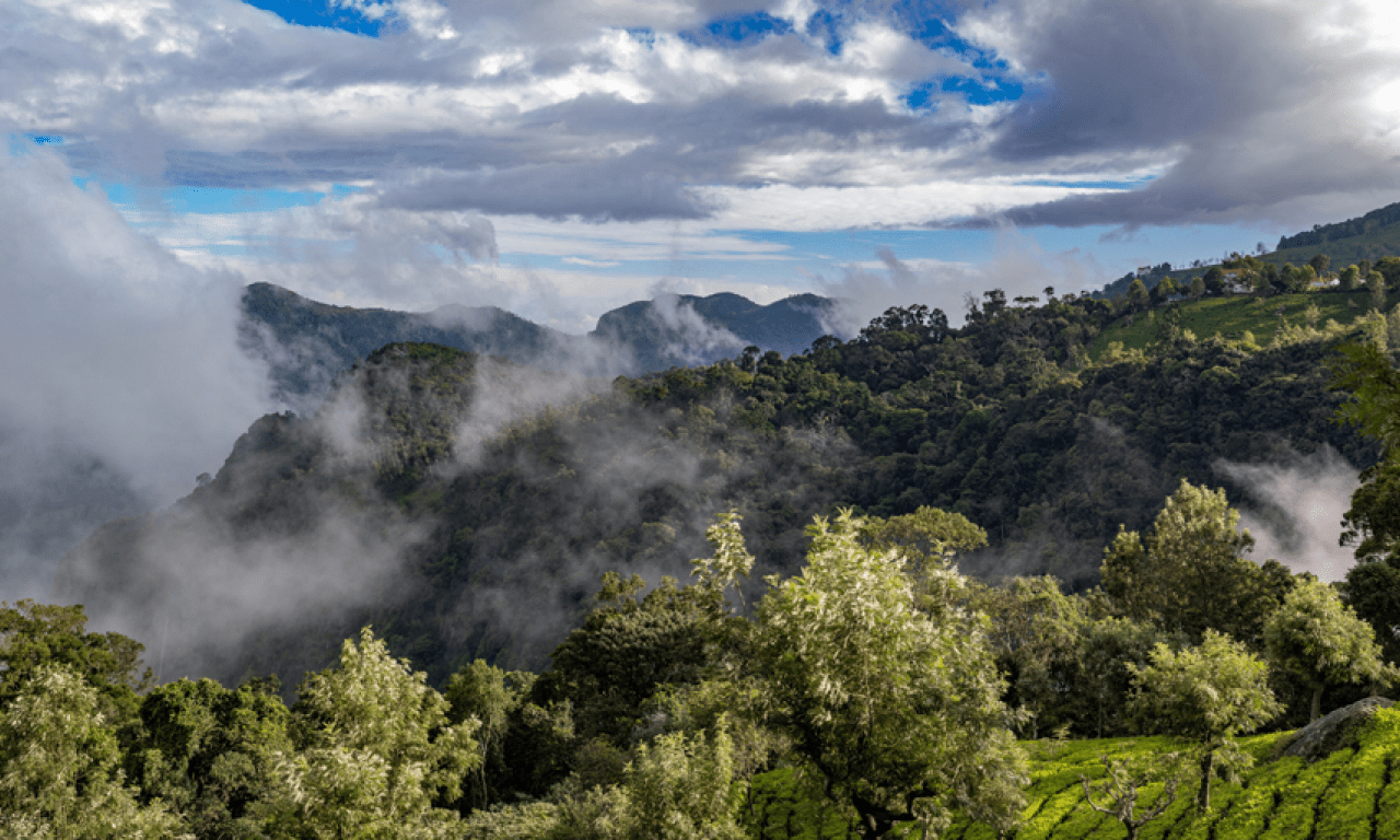 Our homes and villas enjoy spectacular views of the Coonoor tea estates